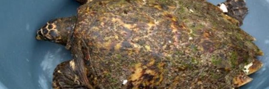 Gansbaai Hawksbill turtle saved_1